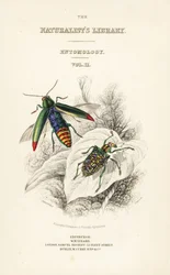 Titelseite mit Vignette des Juwelenkäfers, Chrysochroa fulminans, und des Patchflügel-Diamantkäfers, Curculio splendens