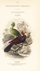 Titelseite mit Vignette des Guinea-Turakos, Tauraco persa buffoni, und des Violett-Turakos, Musophaga violacea