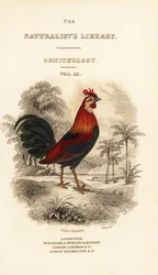 Titelseite mit Vignette des Bankivahuhns (Javan), Gallus gallus bankiva