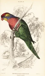 Bunter Loris, Psitteuteles versicolor (Trichoglossus versicolor)