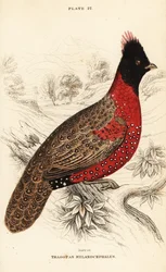 Westlicher Tragopan oder Westlicher Horntragopan, Tragopan melanocephalus