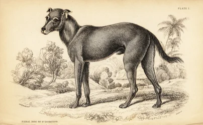 Wilder Hund in der Dominikanischen Republik und Haiti, Canis lupus familiaris