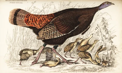 Wildtruthahn, Weibchen und Jungtiere, Meleagris gallopavo