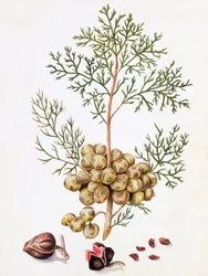 Zypressenblatt und Nüsse
