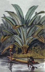 Palme