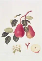 Die scharlachrote Beurree-Birne, 1819