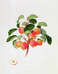 Der Tartarische Holzapfel, 1819
