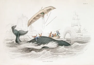 Harpunieren eines Grönlandwals, der eines der angreifenden Boote umgeworfen hat, 1837