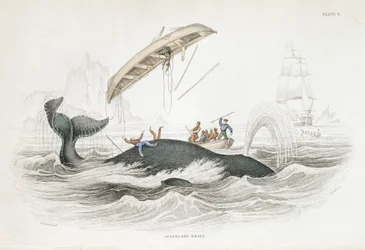 Harponieren eines Grönlandwals, der eines der angreifenden Boote umgeworfen hat. Aus William Jardine The Naturalist