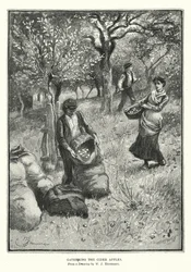 Das Sammeln der Apfelwein-Äpfel