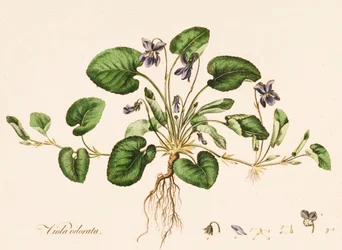 Viola odorata, Duftveilchen, ca. 1770-1790