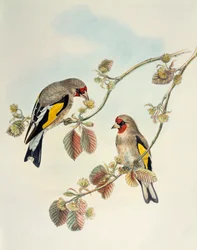 Stieglitz (Carduelis carduelis caniceps), Lithographie aus Birds of Asia