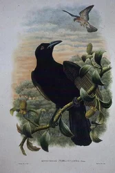 Lucocorax Pyrrhopterus, Paradies- oder Seidenkrähe (Lithografie)