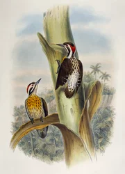 Philippinenspecht (Dendrocopos maculatus)