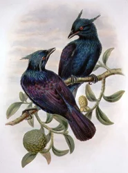 Phonygama Purpureiviolacea (Farblithografie)