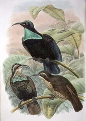 Ptiloris Paradiseus, Gewehrvogel des Paradieses
