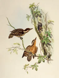 Sunda-Specht (Dendrocopos moluccensis), Lithographie aus Birds of Asia