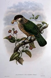 Weißohr-Katzenvogel - Ailuroedus Buccoides (Farblithografie)