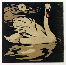 Der schöne Schwan, Illustration aus 