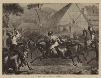 Viehtrieb in Australien