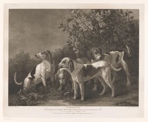 Vier Jagdhunde