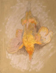 Studie eines Vogels für Highland Raiders