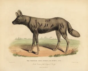 Afrikanischer Wildhund, Lycaon pictus