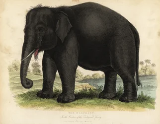 Asiatischer Elefant, Elephas maximus, gefährdet