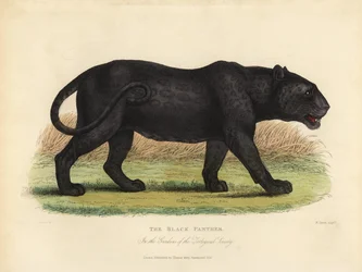 Schwarzer Panther, Panthera pardus oder Panthera onca.