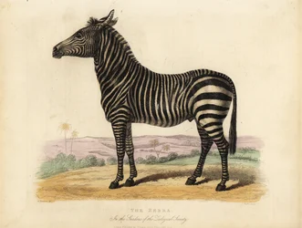 Steppenzebra, Equus quagga