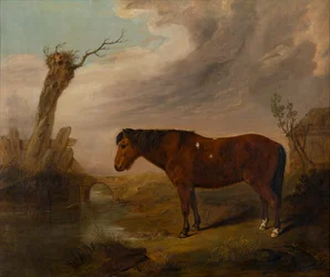 Ein braunes Pony an einem Fluss