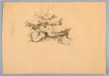 Studie von Laub