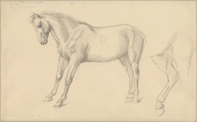 Studien eines Ponys