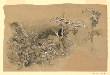 Studie von Laub