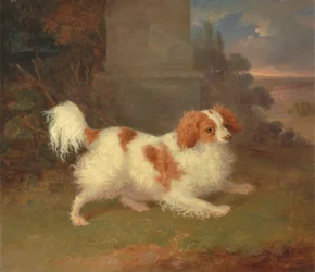 Ein Blenheim Spaniel