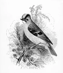 Goldhähnchen, Illustration aus 