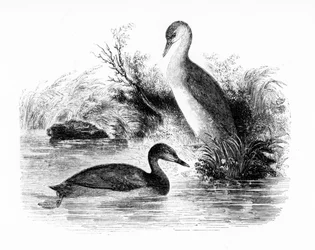 Der Zwergtaucher, Illustration aus 