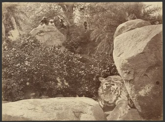 Tiger auf Felsen