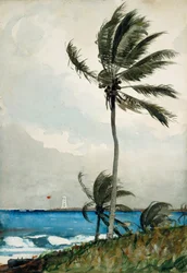 Palmenbaum, Nassau, 1898
