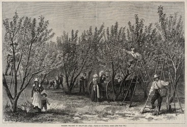 Pfirsiche pflücken in Delaware