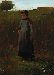 Die Blumen des Feldes
