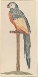 Papagei