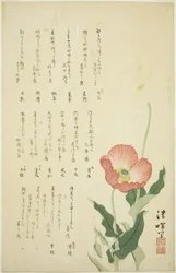 Zwei Mohnblumen