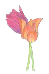 Buntes Tulpenpaar
