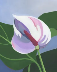 Elegantes Weißes Anthurium