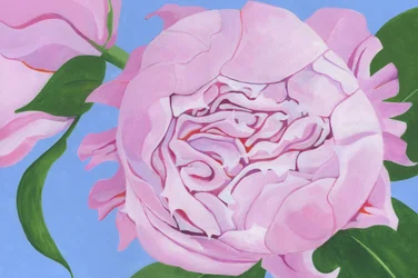 Rosa Pfingstrosenblüte