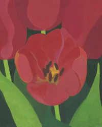 Lebendige Rote Tulpen