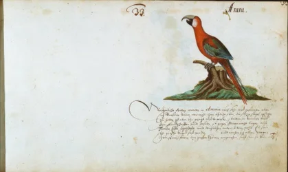 Papagei