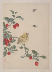Vögel, Insekten und Blumen