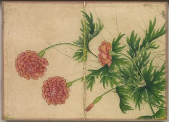 Schreibtischalbum: Blumen- und Vogelmalereien Pfingstrose, 18. Jahrhundert